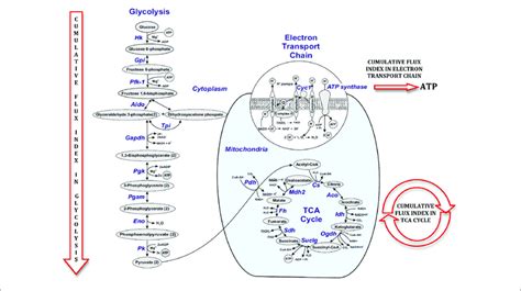 Electron Transport Chain And Krebs Cycle