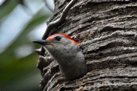 Red Bellied Woodpecker