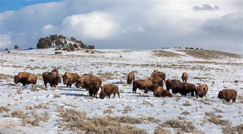 Bison On Blacktail Deer Plateau Npsdiane Renkin Yellowstone