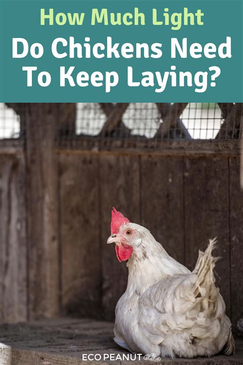 How Much Light Do Chickens Need To Keep Laying Chickens Chickens