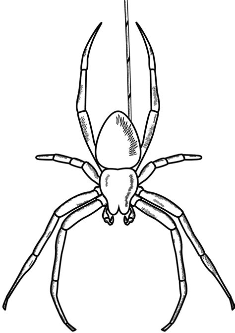 Desenho De Aranha Para Colorir E Imprimir Porn Sex Picture