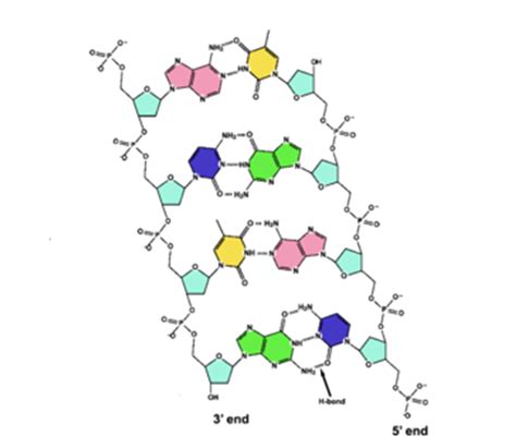 DNA diagram to label Diagram | Quizlet