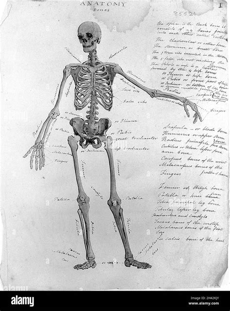 Sketches of anatomy Stock Photo - Alamy