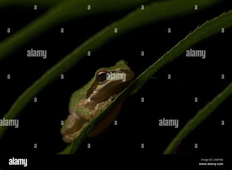 Sierra Tree Frog Pseudacris Sierra From Point Reyes National Seashore