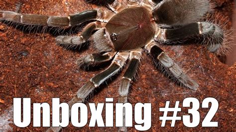 Tartan Tarantulas Unboxing Youtube