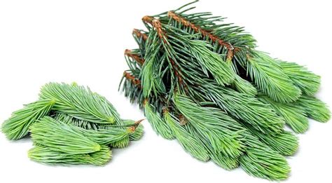 Spruce Tips | Spruce tips, Spruce, Spruce tree