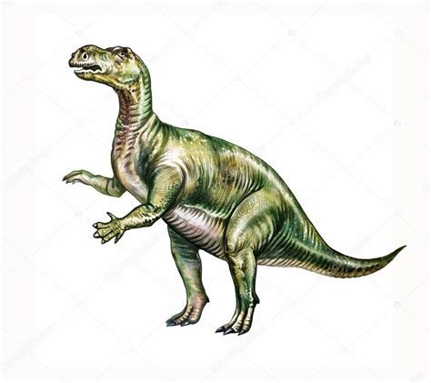 Muttaburrasaurus Dinosaurio Ornitisquio De Los Ornit Podos De