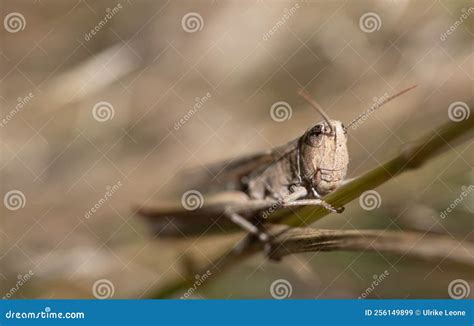 Close Up Of A Brown Cricket Hiding Between Dry Branches You Can See