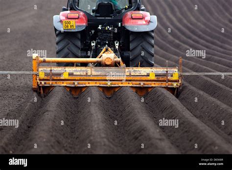 Spring Planting Potatoes In Rows Czech Republic Farmer Stock Photo Alamy