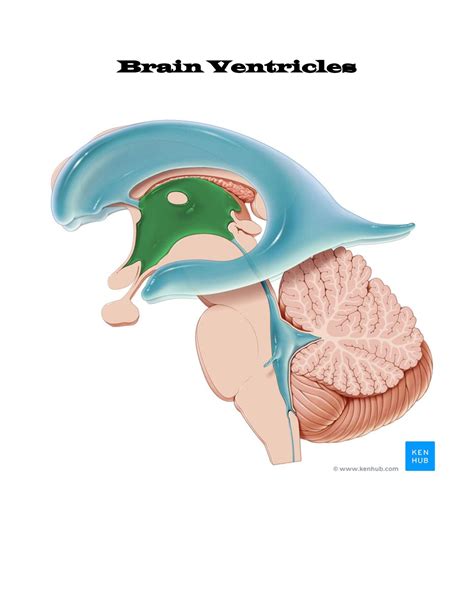 Brain Ventricles Neuroanatomy Course With Atlas Brain Ventricles