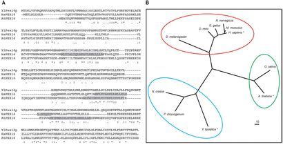 Frontiers Pex A Multifaceted Regulator Of Peroxisome Biogenesis