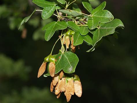 Acer Monspessulanum Arce De Montpellier Eihar Frantsesa