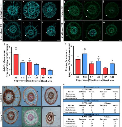 Cellulose Callose And Lignin Staining In Stalk Roots Of Sp