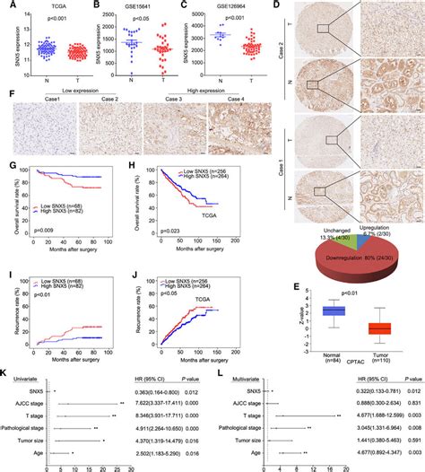 Snx Is Downregulated And Associated With Poor Prognosis In Ccrcc