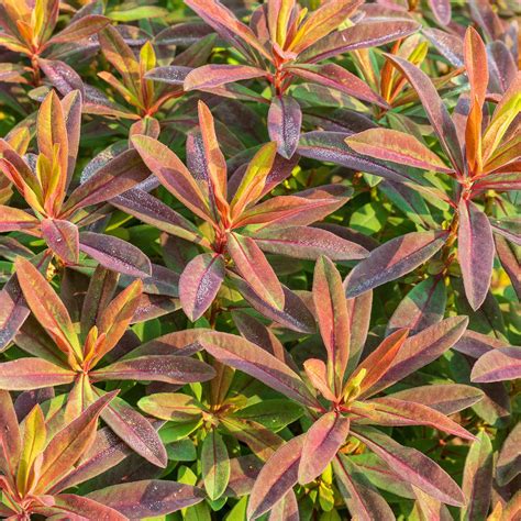 Euphorbia Polychroma Bonfire Euphorbe Polychrome Feuillage