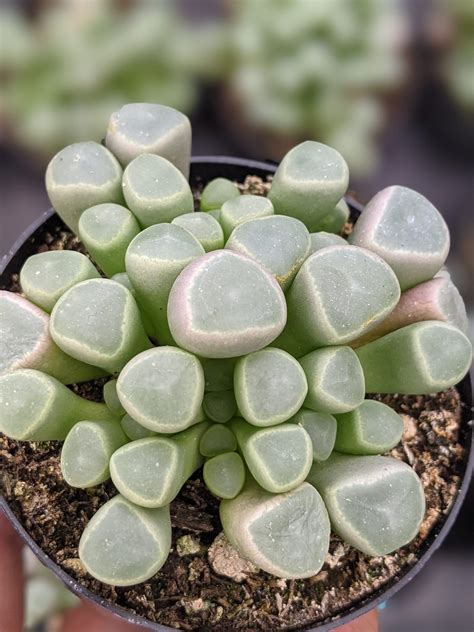 The Ultimate Guide To Growing Toe Succulents Your Succulent