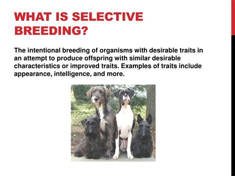 Types Of Selective Breeding