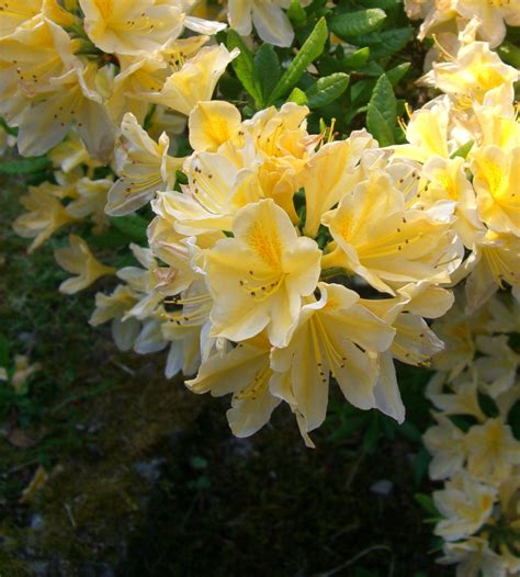 Azalia I've never seen this color before! so pretty | Azalea flower