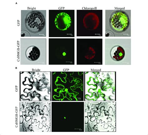 Subcellular Localization Of Cshmgb Protein A Subcellular