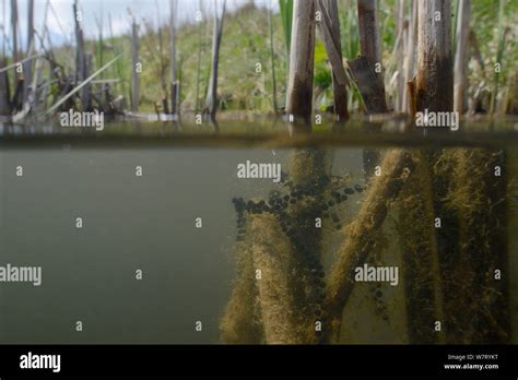 Split Level View Of Common European Toad Spawn Bufo Bufo Strings