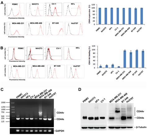 Two Activation States Of Cd44 In Normal And Breast Cancer Cell Lines Download Scientific