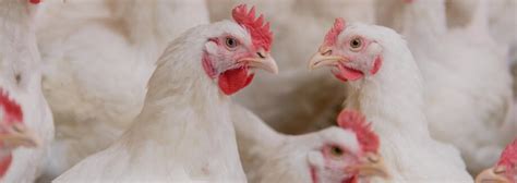 Xylanase Solutions For Broiler Feed Enzyme Innovation Finally Hits The