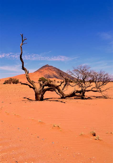 Namib Desert, Namibia | Deserts of the world, Namibia travel, Africa ...