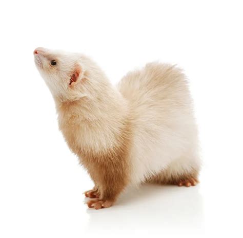 Albino ferret — Stock Photo © FotoJagodka #4407347