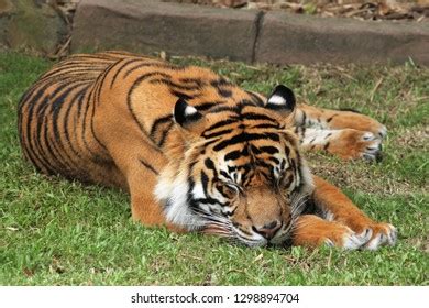 Majestic Tiger Lying Down Grass Field Stock Photo 1298894704 | Shutterstock