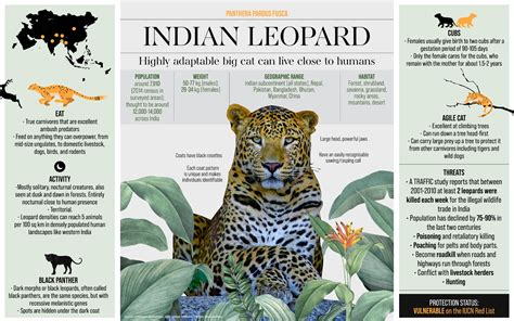 Indian Leopard: Facts, Diet, Habitat | RoundGlass | Sustain