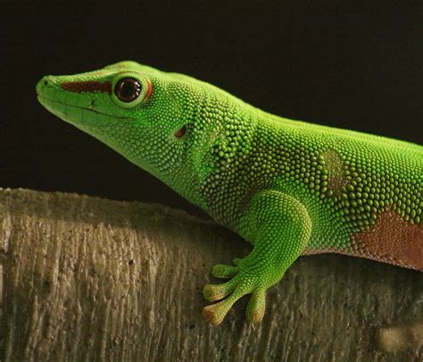 Madagascan Giant Day Gecko View On Black Phelsuma Madagasc Flickr