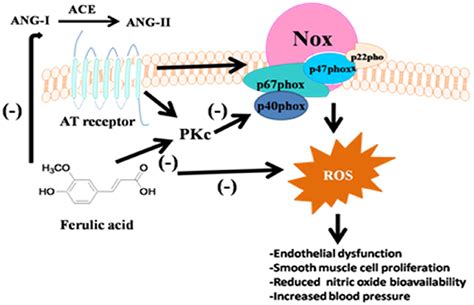 Frontiers Anti Hypertensive Effect Of Cereal Antioxidant Ferulic Acid