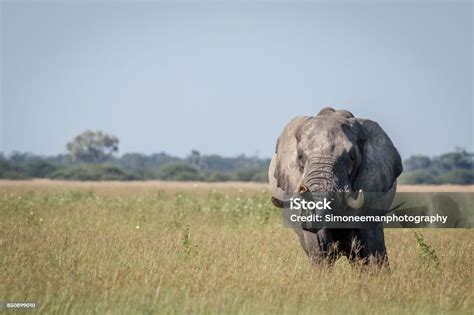 Big Elephant Bull Stretching His Trunk Stock Photo Download Image Now