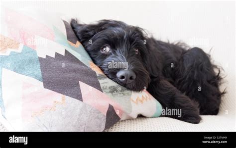 Puppy dog eyes Stock Photo - Alamy