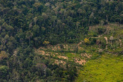 460 Amazon Rainforest Drone Stockfotos Afbeeldingen En Royalty Free