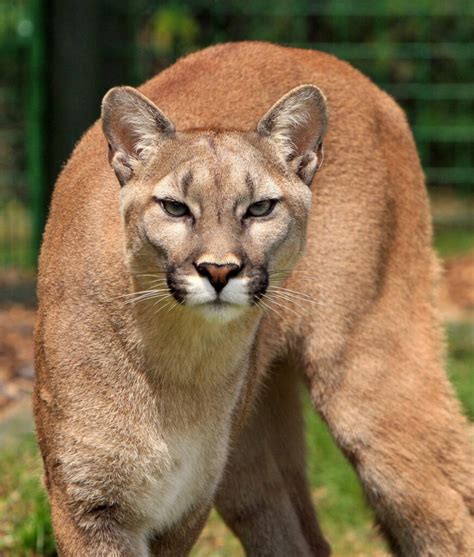 Cougar Invades University Of Maryland College Park Campus Huliq