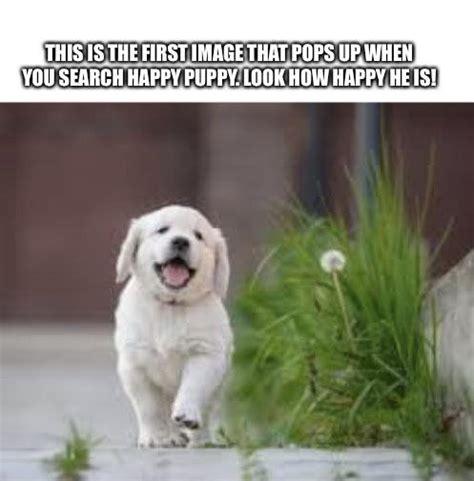 Happy Puppy Meme