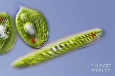 Phacus And Lepocinclis Freshwater Protists 1 By Gerd Guentherscience Photo Library