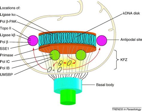 Fellowship Of The Rings The Replication Of Kinetoplast DNA Trends In