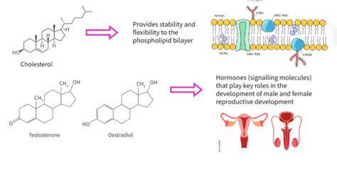 Ibdp Biology 2025 Slandhl B11 Carbohydrate And Lipid Study Notes