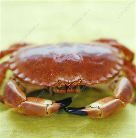 Edible Crab Stock Image H110 2529 Science Photo Library