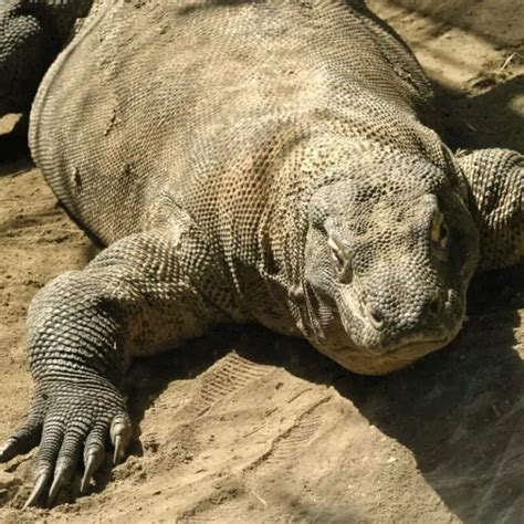 Komodo Dragon Size (Facts You Probably Didn't Know)