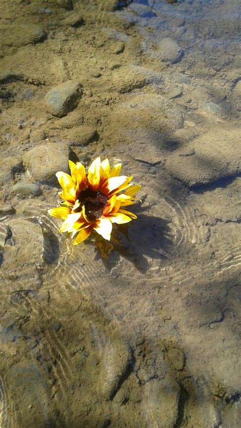 Beautiful Sunflower Mother Earth Beautiful Plants