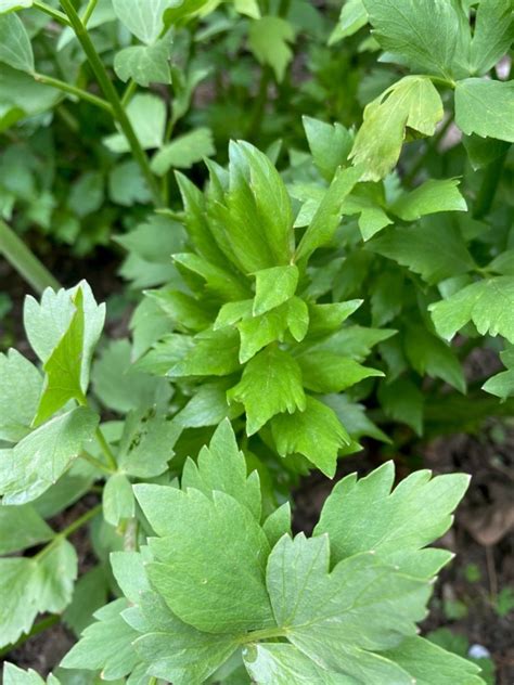 Lovage Herb - How To Grow Lovage