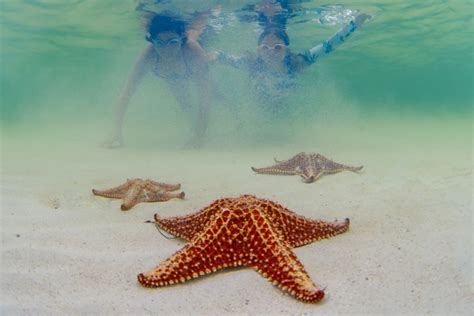 Starfish Point - Cayman Kind Watersports