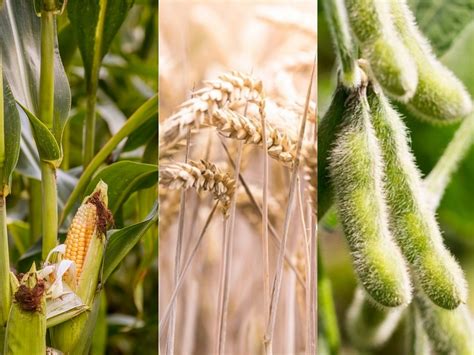 Na Produktnoj berzi zabeležen pad cena kukuruza pšenice i soje Agro TV