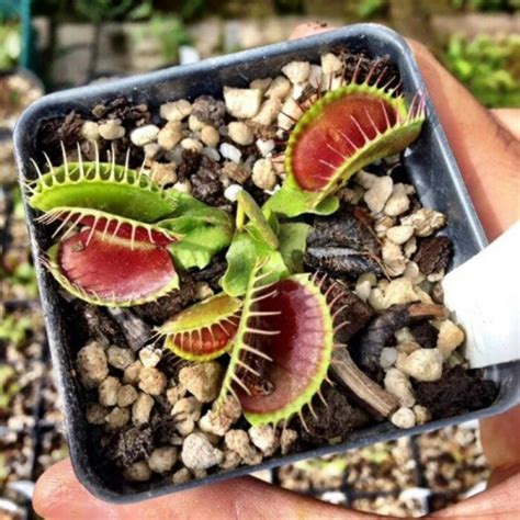 Jual Biji Benih Seed Venus Fly Trap Kota Palembang Tanaman