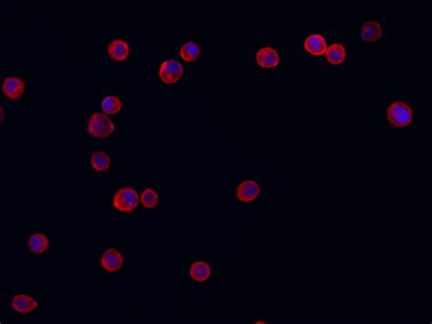 Cell Navigator® Cell Plasma Membrane Staining Kit Red Fluorescence