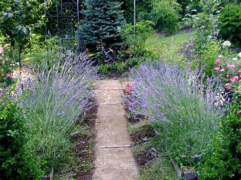 All About Lavender - The Circle Garden