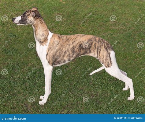 Young Whippet Standing Proudly To Attention Stock Photo Image Of Nose